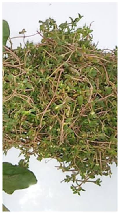 NONI SAAG- 300GM