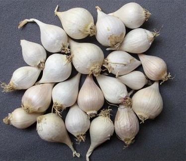 GARLIC SMALL SINGLE PC - (50GMS)