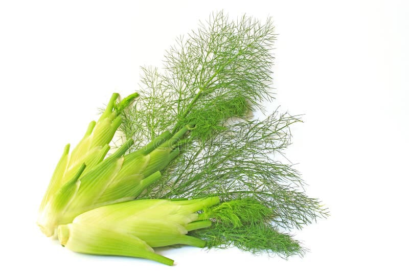 FENNEL- 400GM-500GM