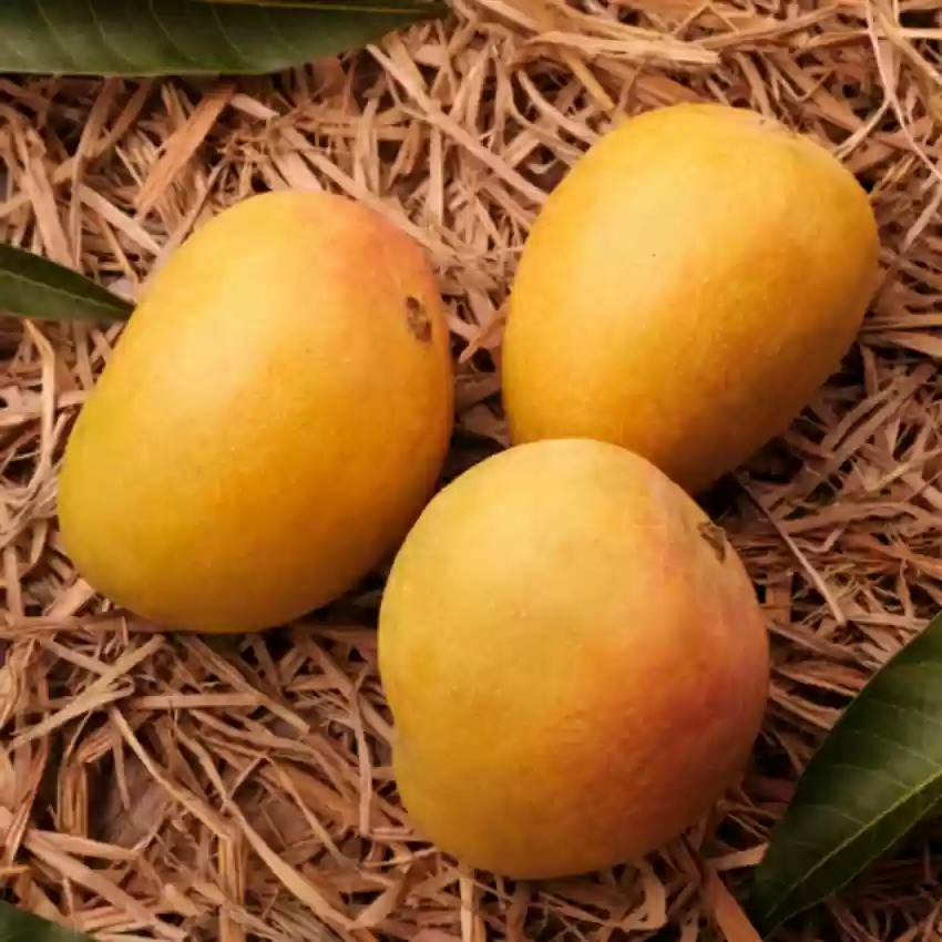 MANGO TURKMAN - (approx450g - 500g)