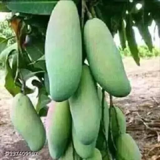THAI KARIN MANGO- 600G