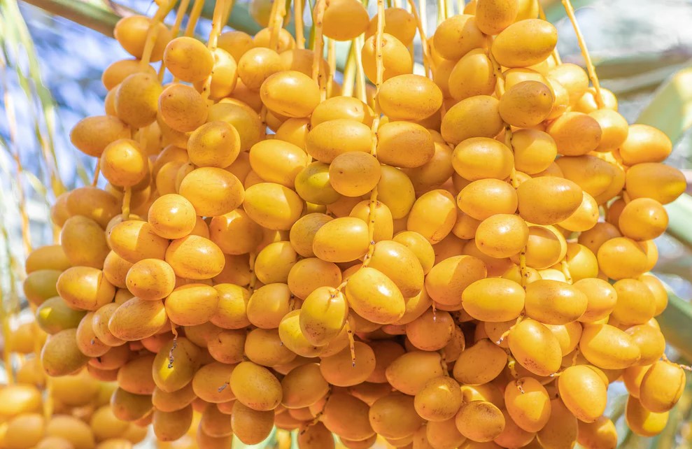 YELLOW KHAJOOR - 500g