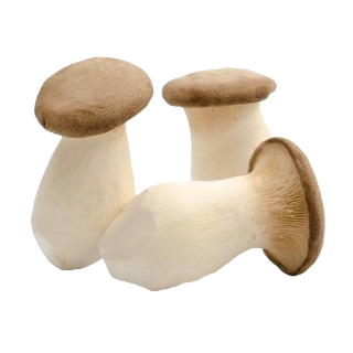 ERYNGII MUSHROOM 1 PKT