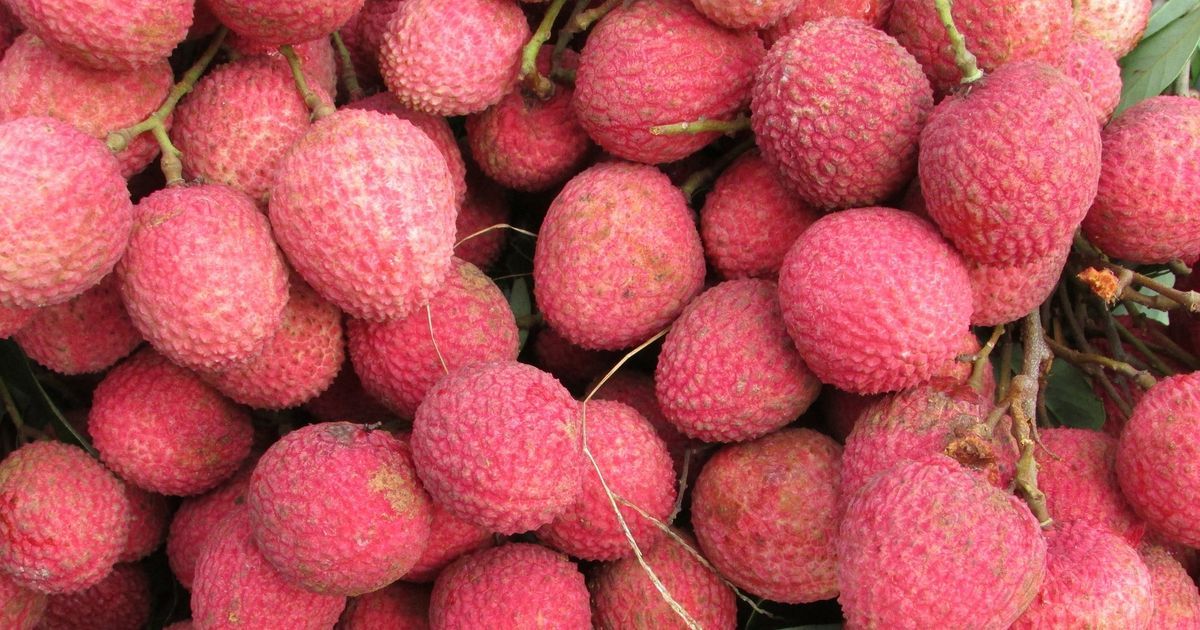 RED LITCHI (750g -800g)