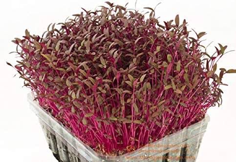 MICRO GREEN RED 1 PKT