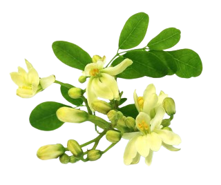 Sajna flowers 250g to 300g