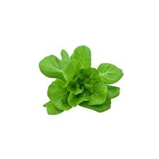 BARTON FRESH BUTTERHEAD BOX (100G)