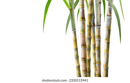 Sugarcane full size