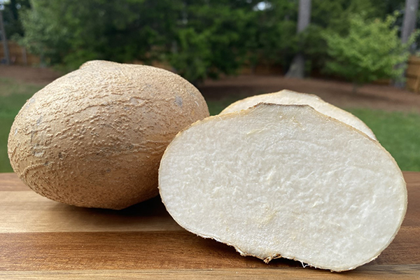 KISHORE(JICAMA)-500GM