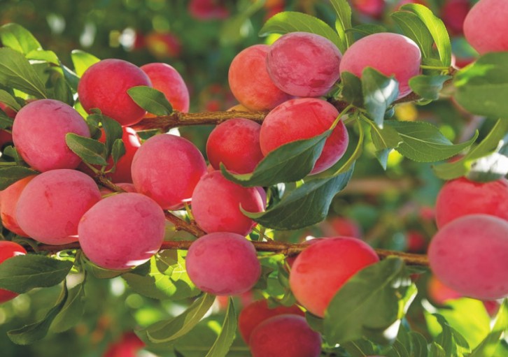 ALUCHA PLUM - (approx400g - 500g)