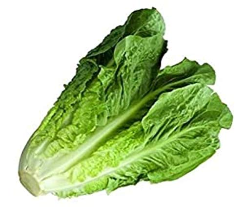 BARTON FRESH ROMAINE SALAD BOX (100G)