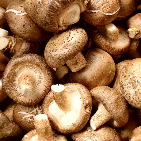 SHIITAKE MUSHROOM (130GM-150GM)