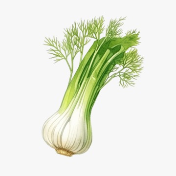 Fennel A Grade 450g to 500g