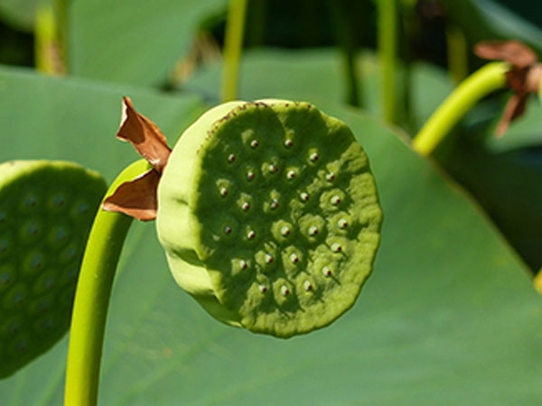 KAMAL GATTA (250G)