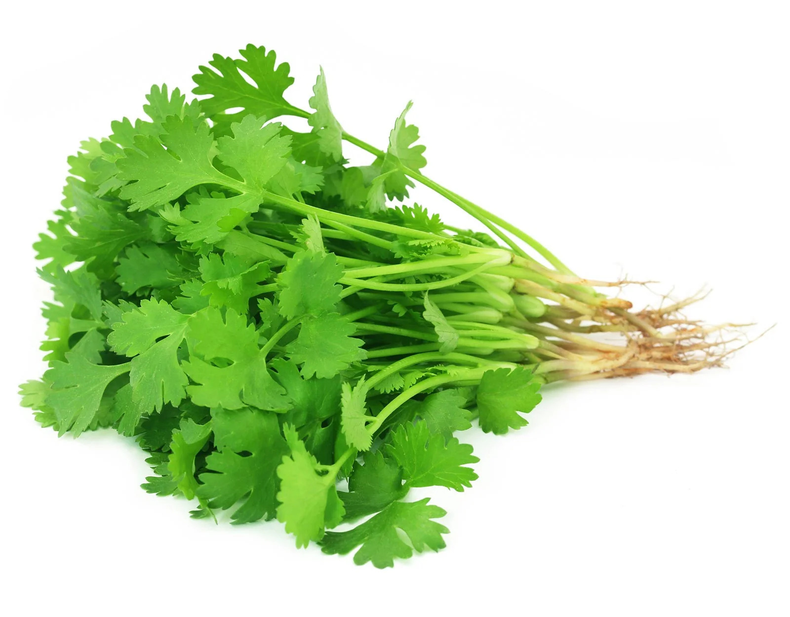 Coriander- 100g