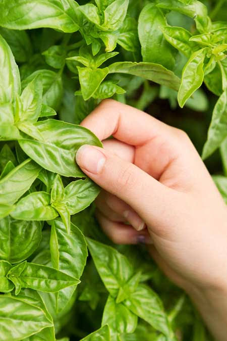 ORGANIC BASIL PKT- (65G-70G)