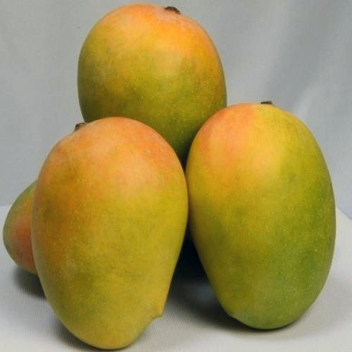 MANGO KESAR (550g -600g)