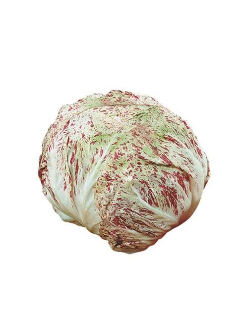 RADICCHIO- ( 400GM-500GM)