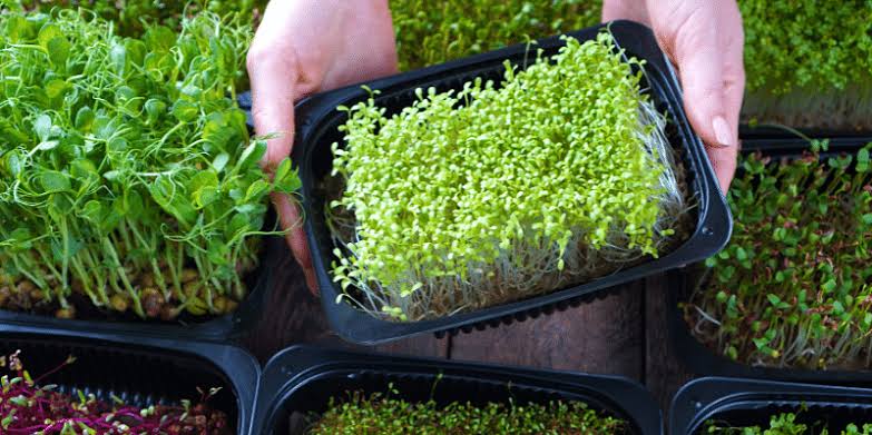 MICRO GREEN (1 PKT)