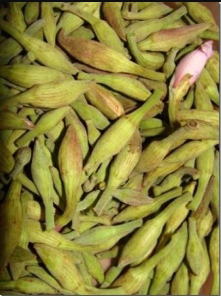 kuanic kachnar (approx 150g-200g)