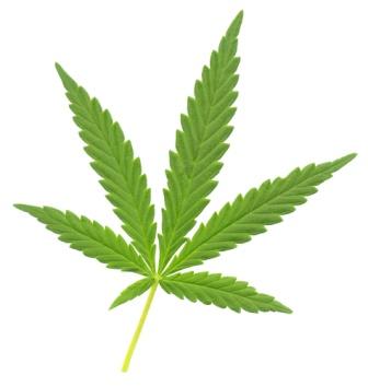 BHANG LEAF (1- bunch) pkt