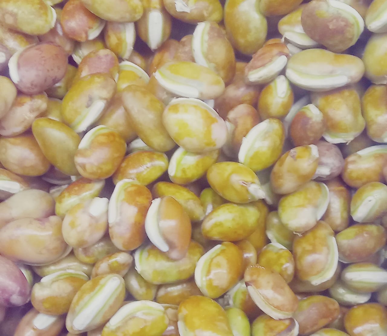 BAKHLA 450G-500GM