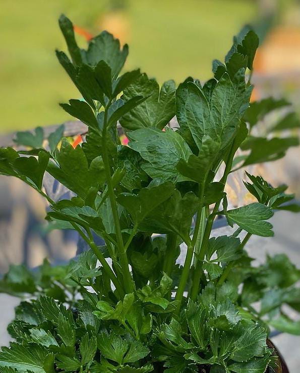BABY CELERY (300G-350G)